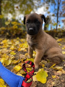 Owczarek belgijski - 2