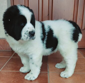 Owczarek środkowoazjatycki - 2