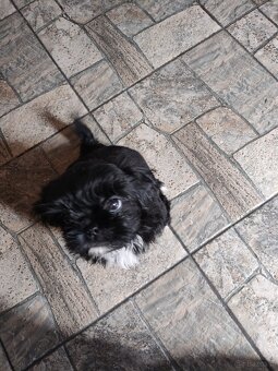 Piesek shih-tzu - 2