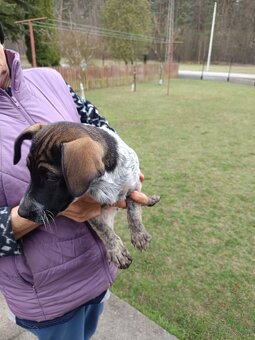 Suczki szczeniaki - 2