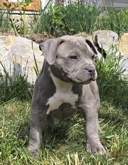 American bully XL suczka dostępna do odbioru - 2