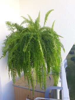 SPRZEDAM PAPROTKE - 2