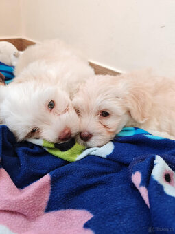 Szczeniak Hawańczyk - 2