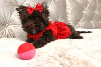 York Czekoladowa Barbi z Bajki. Dokumenty. Hodowla z Bajki. - 2