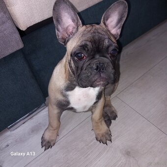 Buldog Francuski - 2