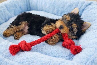 York Super Mario z Bajki. Dokumenty. Hodowla z Bajki. - 2