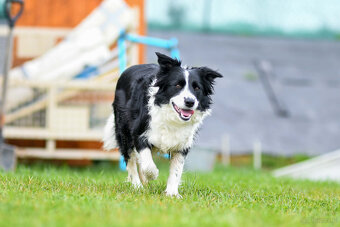 ZAPOWIEDŹ MIOTU Border Collie FCI/ZKwP - 2
