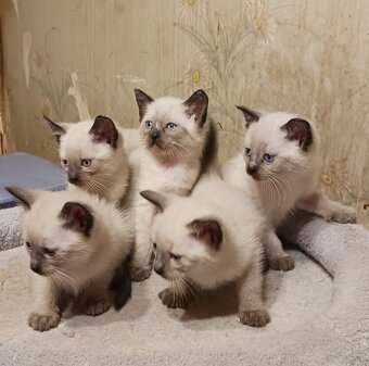 Sprzedam kocięta tonkijskie - 2