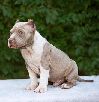 American bully - 2