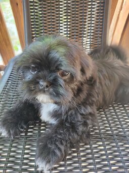 Piesek shih-tzu - 2