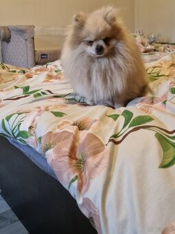 Szpic miniaturowy - 2