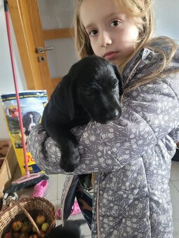 Szczeniaki wyżeł niemiecki - 2