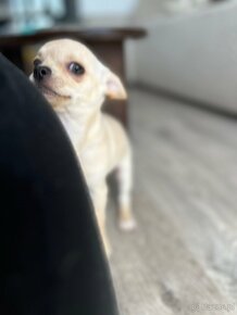 Pies Chihuahua kremowy z rodowodem - 2