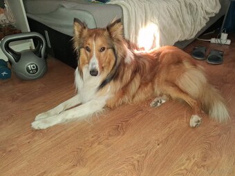 Owczarek Szkocki Collie - 2