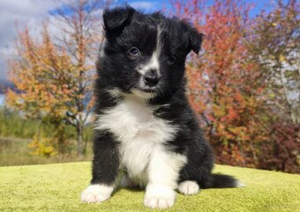 Cudny Pies GROSZEK - BORDER COLLIE z pełną dok. super rodzic - 2