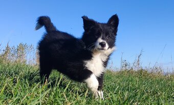 Wspaniała suczka BORDER COLLIE z pełną dok. rodzice - przeba - 2