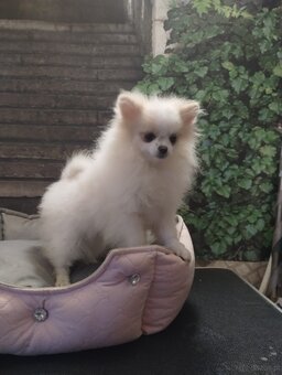 5 miesięczne suczka szpic miniaturowy -Pomeranian - 2