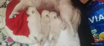 Szpic pomeranian - 2