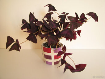 Szczawik trójkątny purpurowy na taras do mieszkania oranżeri - 2