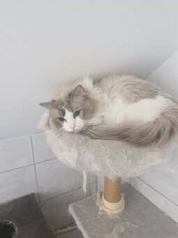 Parys Rasa Ragdoll Kot Do Adopcji - 2