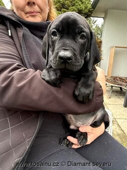 Tosa inu - wesoły szczeniak o rzadkim czarnym umaszczeniu z - 2