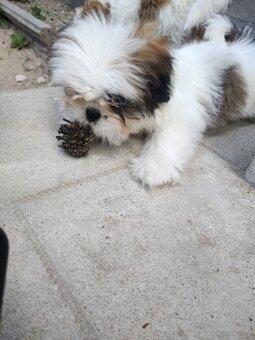 Suczka mieszanka pekińczyk -shih tzu - 2
