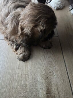 Sprzedam śliczne szczeniaczki rasy shih tzu - 2