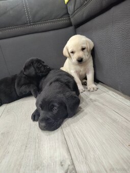 Labrador retriever - 2