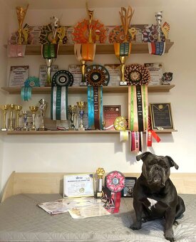 Buldog Staroangielski - Old English Bulldog - 2