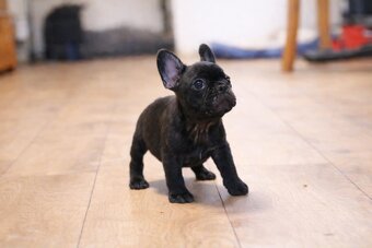 Buldog francuski chłopiec Dyzio pręgowany ciemny FCI - 2