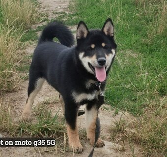 SHIBA INU czteromiesięczny szczeniaczek - 2
