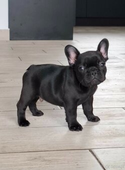 Buldog francuski chłopiec pręgowany ciemny FCI wystawowy - 2