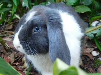 Niebieskie baranki mini lop - 2