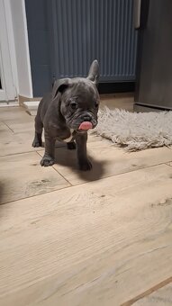 Buldog francuski szczeniaki - 2