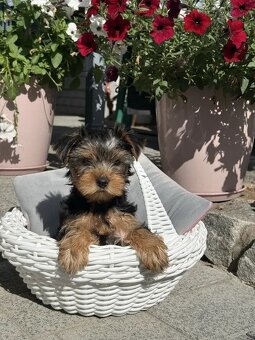Niesamowity szczeniak rasy yorkshire terrier.
 - 2