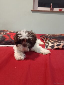 Sprzedam psy rasy Shih Tzu - 2
