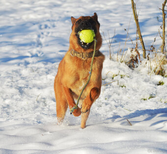 Owczarek belgijsi malinois - 2