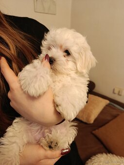 Maltańczyki szukają domków - 2