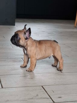 Buldog francuski Zkwp chłopiec płowy FCI samiec for show - 2