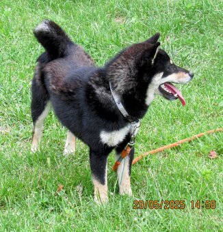 Shiba Inu, dziesięciomiesięczna suczka, czarna-podpalana - 2