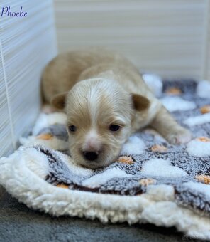 Yorkshire Terrier - 2
