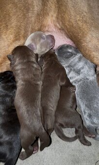 Szczeniaki Bandogi s rodokmenom VIP BANDOG KENNELS - 2
