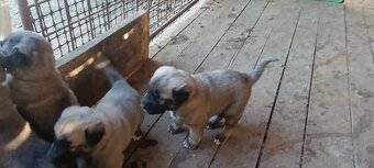 Tureckí kangal - 2