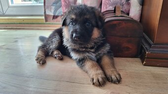 Owczarek niemiecki krótkowłosy szczeniak ZKwP/ FCI - suczka - 2