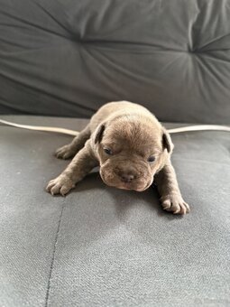 Szczenięta buldog francuski - 2