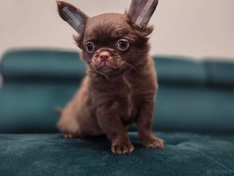 Chihuahua długowłosa czekoladowa - 2