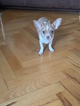 Sunią Chihuahua miniaturka - 2