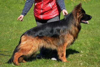 Owczarek niemiecki długowłosy ZKwP FCI - 2