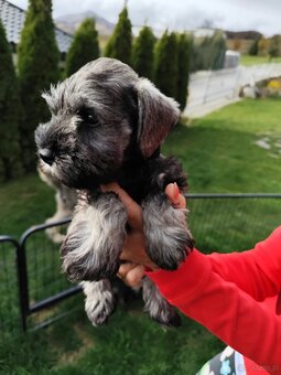 Schnauzer miniaturovy - 2