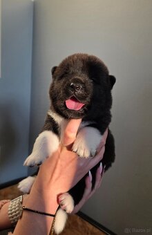 Akita amerykańska - 2